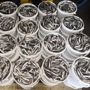 Хамса в ведре