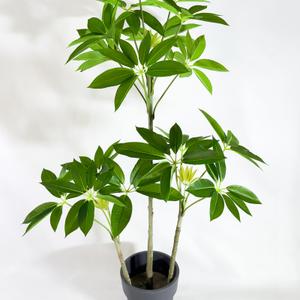 Шеффлера Амата