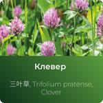 Клевера экстракт сухой https://altai-extracts.ru/klever