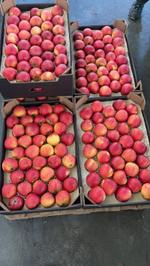 Яблоки Эвелина.