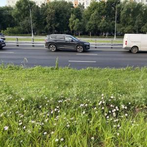 Газонные семена для обочин автомагистралей