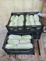 Пекинская капуста