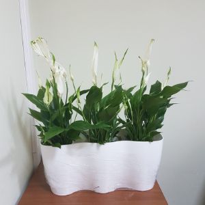 пластиковый горшок для орхидеи тройной