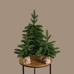 Ёлка настольная Ставропольская Max Christmas ЕНСТР ЕНСТР