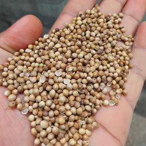 coriander