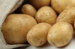 Agrohol — оптовая продажа картофеля