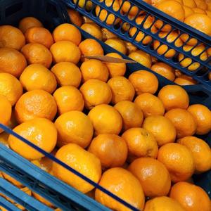 Мандарин "Муркотт" Испания