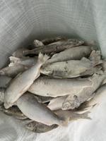 Свежемороженая пелядь