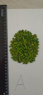 Фисташка изумрудная