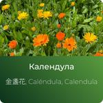 Календулы экстракт сухой https://altai-extracts.ru/kalendula