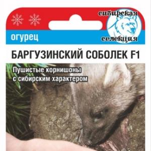 Баргузинский соболек огурец