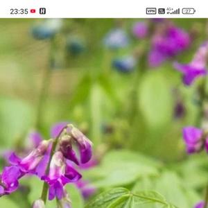 Чина весенняя