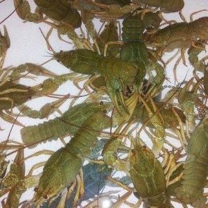 Живые Севанские Раки Оптом. Предлагаем на постоянной основе, без сбоев круглый год