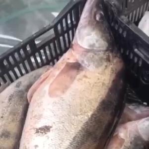 Судак свежемороженый