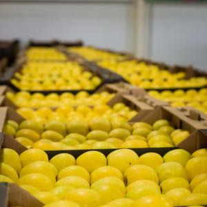 Яблоко Голд оптом