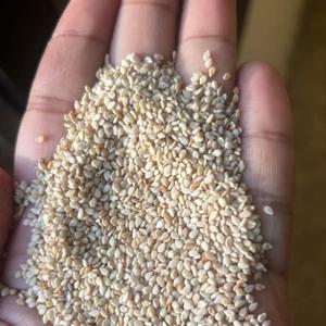 White Sesame Seeds