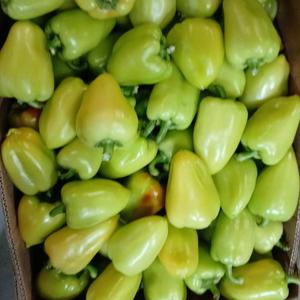 Перец сладкий грунтовой
