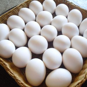 яйцо белое