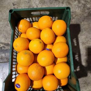 Апельсин "Валенсия" Египет