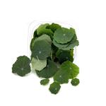 Настурция Лист