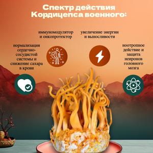 Кордицепс (Cordyceps militaris) (Мицелий)

от 10 кг — 2500 / кг
от 20 кг — 2400 / кг
от 35 кг — 2300 / кг
от 50 кг — 2200 / кг