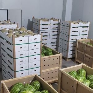 Арбузы в Бинсах и Дыня Торпеда