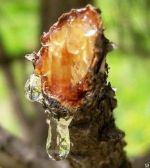 Живица пихтовая, кедровая