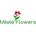 Milele Flowers — цветы из Кении оптом