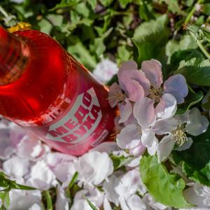 Медовуха с вишней от Панкрат обладает ярким, насыщенным вкусом. Вишня добавляет напитку фруктовую кислинку, гармонично сочетающуюся с мягкой сладостью мёда. Аромат напитка насыщен фруктовыми нотами и тонкими оттенками натуральных ингредиентов.