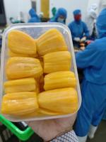 Frozen seedless jackfruit Tan Gia Thanh TGT-007