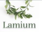 Ламиум — опт продукция из Ю. Кореи, Китая, Японии и Таиланда