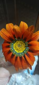 Products from Turkmenistan