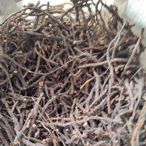 Лапчатка белая