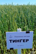 Семена пшеницы мягкой яровой Тингер