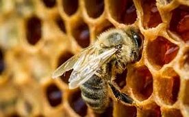 Цветочный мед - собран пчелами с полевых цветов широкого разнообразия. Приводит к улучшению самочувствия, аппетита. Поэтому он полезен всем, особенно детям, престарелым людям, лицам с ослабленным здоровьем.