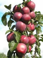 Дусен — овощи, яблоки, саженцы