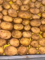 Картфоель свежий спунта