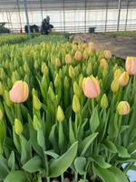 Тюльпаны к 8 марта