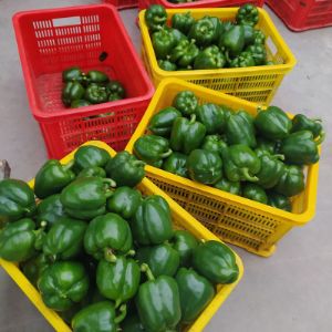 Зеленый болгарский перец Калифорния урожай с теплиц