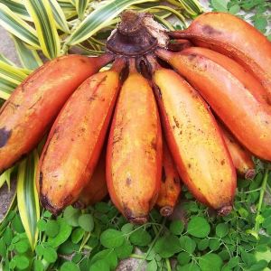 Бананы морадо