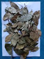 лавровый лист оптом