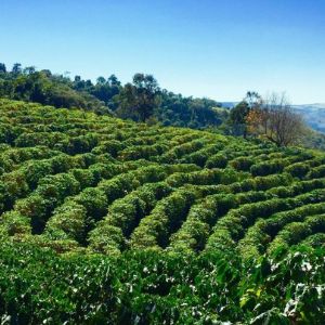 Кофейные плантации Кооператива Coopinhal в Бразилии.