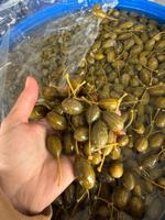 Ягоды каперсов