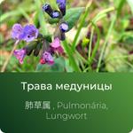 Медуницы экстракт сухой https://www.altai-extracts.ru/extract-medunicy