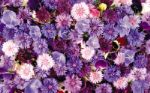ФрешФлора — цветы оптом из Эквадора, Голландии, Колумбии и Кении