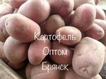 Картофель красный Балтик Роуз