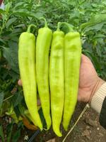 Зелёный острый перец