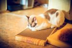 Картонная когтеточка лежанка для кошек (малая) Когтедралка