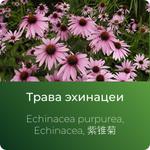 Эхинацеи экстракт сухой https://www.altai-extracts.ru/trava-ehinacei