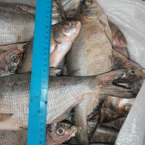 Более двухста тысяч тонн рыбы и морепродуктов в наличии на складе, весь товар имеет ветеринарные свидетельства и готов к отгрузке, возможен самовывоз или доставка транспортной компанией, оплата с НДС и без НДС, заявки можно направить по телефону  WhatsApp
